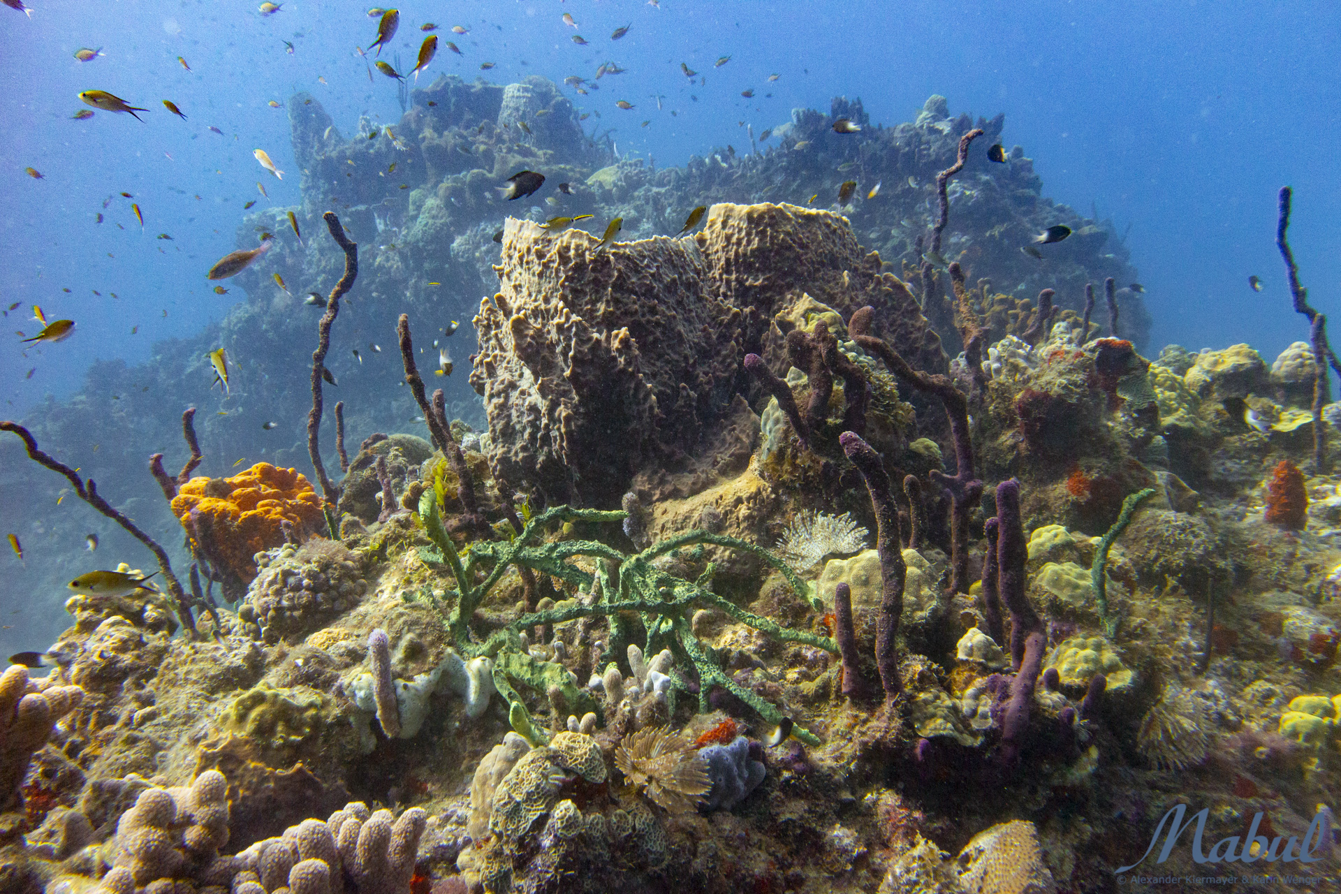 Gallery – Dominica Diving